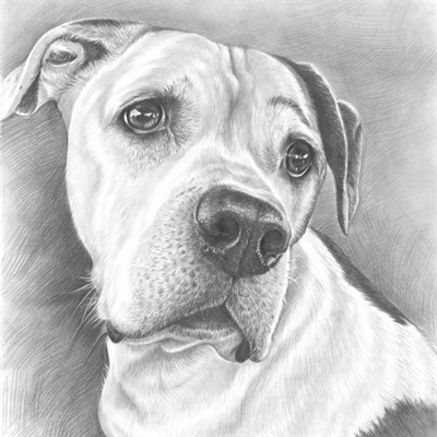 hand drawn dog pencil sketch portrait from photo,by myDaVinci - myDaVinci
